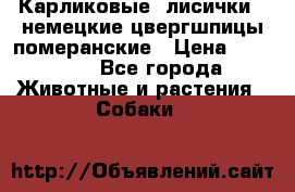 Карликовые “лисички“  немецкие цвергшпицы/померанские › Цена ­ 35 000 - Все города Животные и растения » Собаки   
